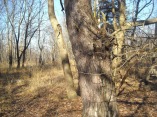 albero di pino silvestre in brughiera