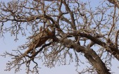 068-komnongo-karite-tree-in-flower-beehive-984x615